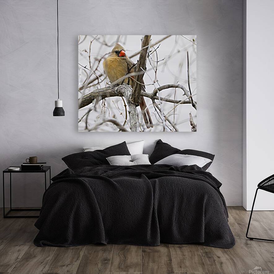 Bird Photography    Reproduction