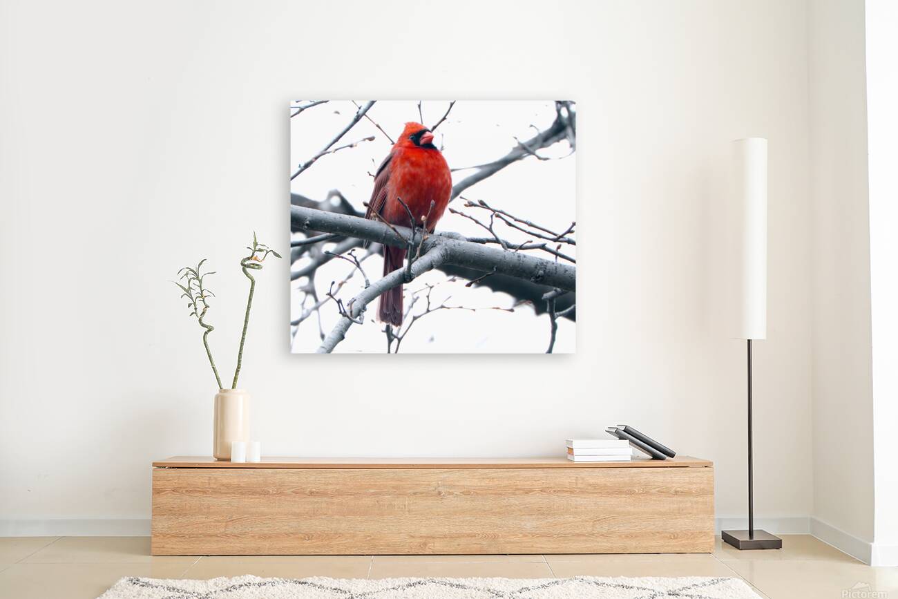 Bird Photography    Reproduction