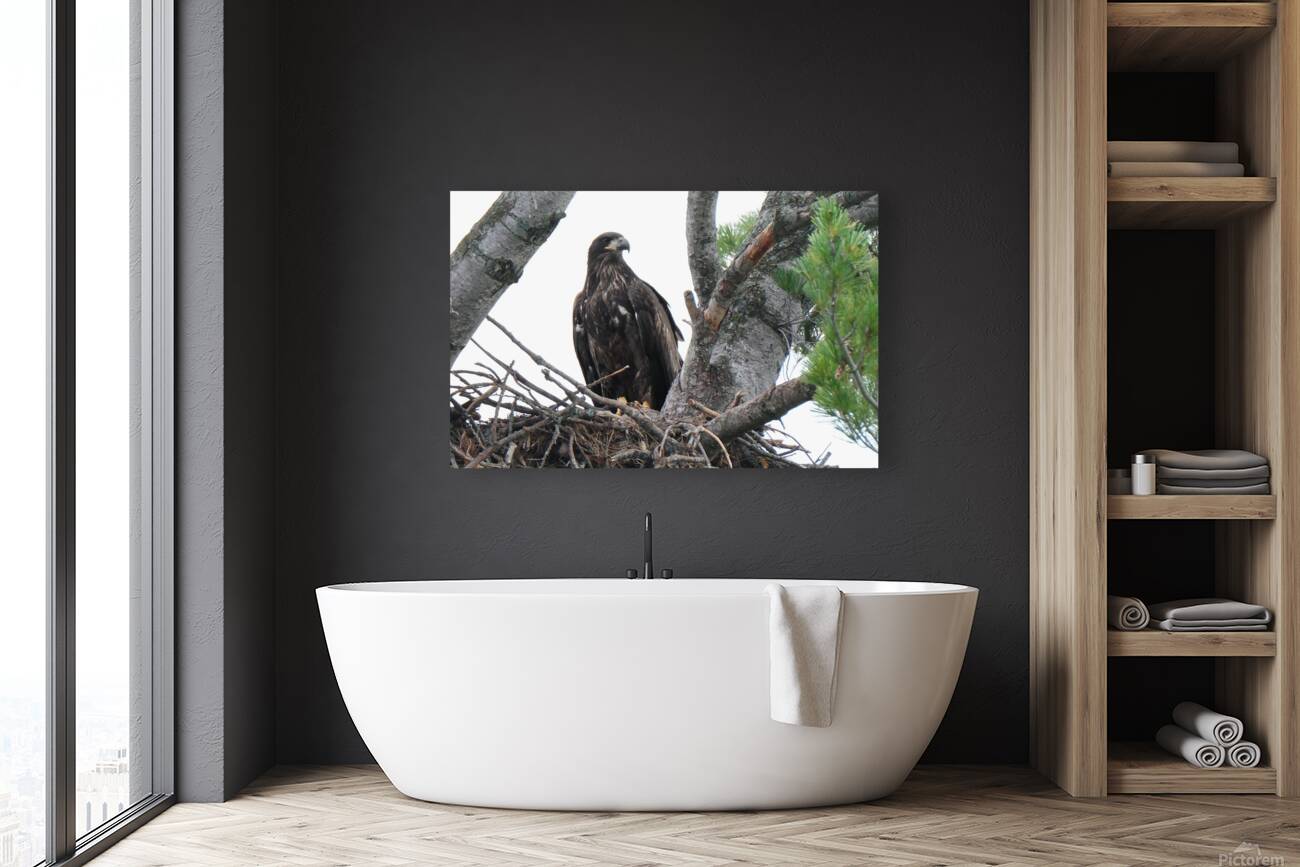 Bird Photography    Reproduction