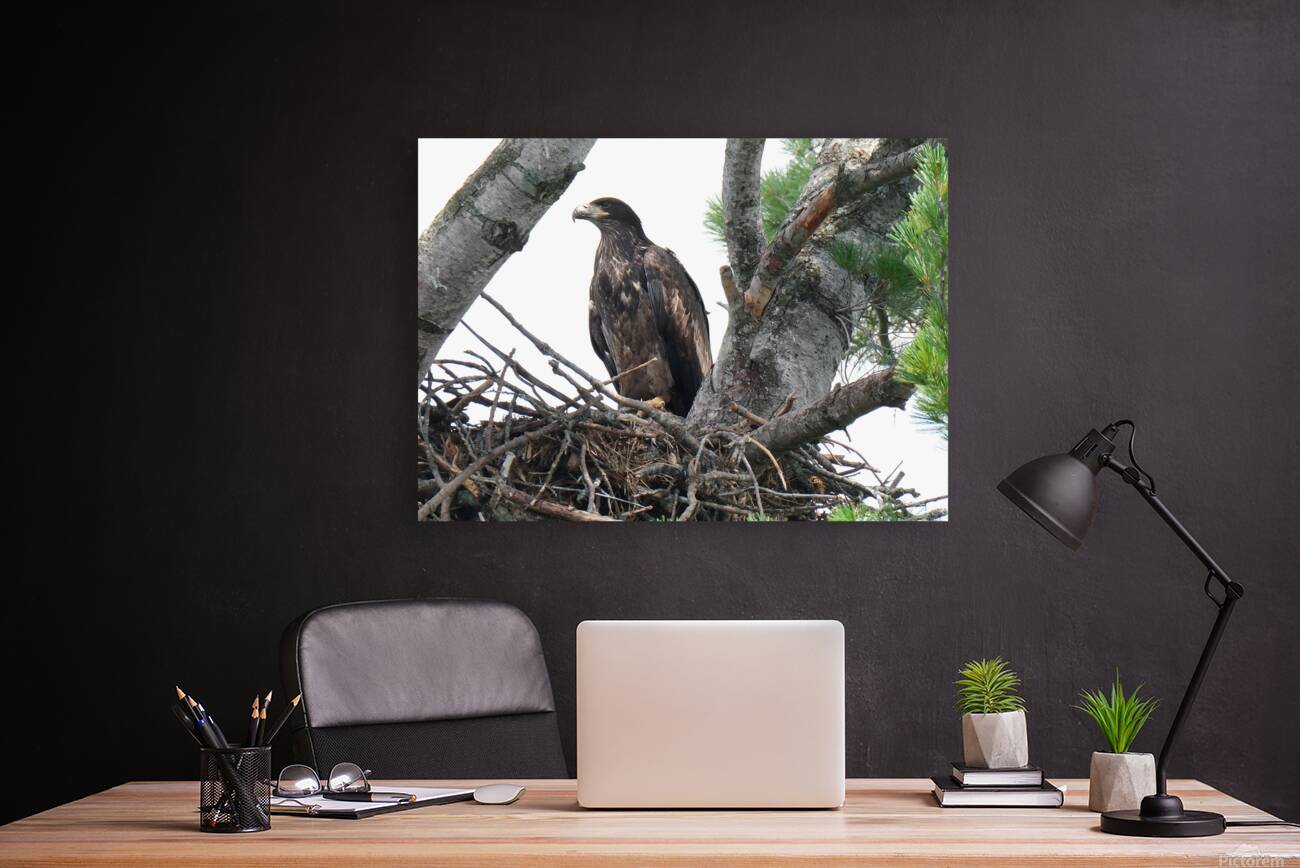 Bird Photography    Reproduction