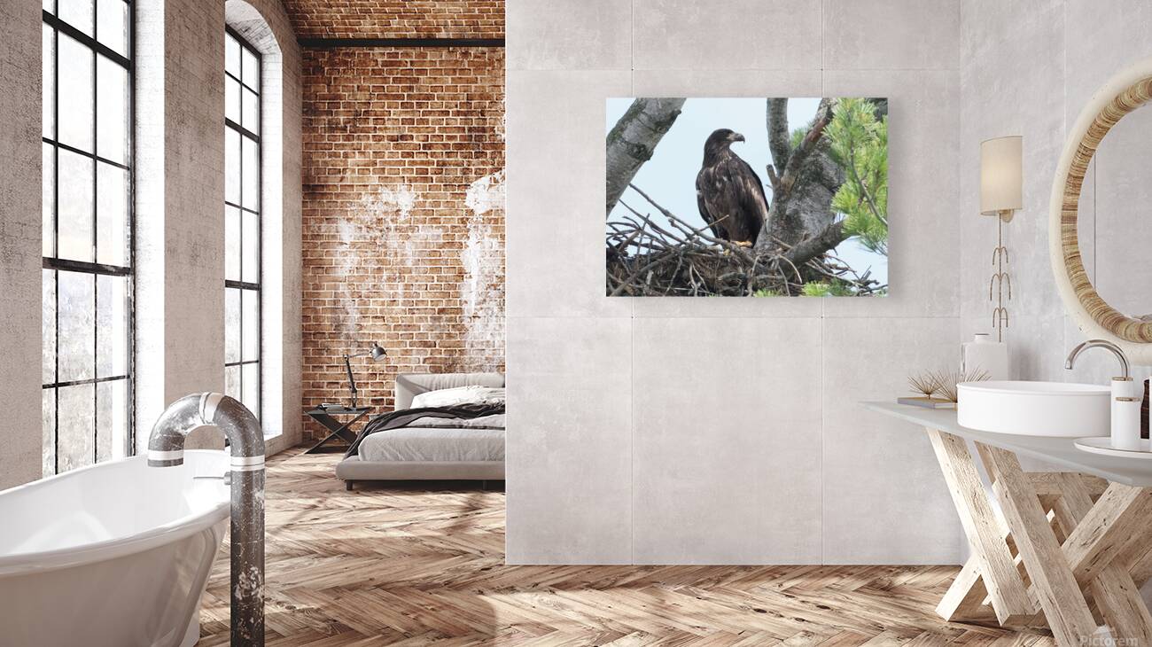 Bird Photography    Reproduction