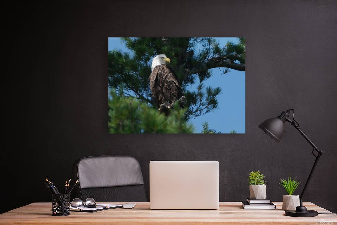 Bird Photography    Reproduction
