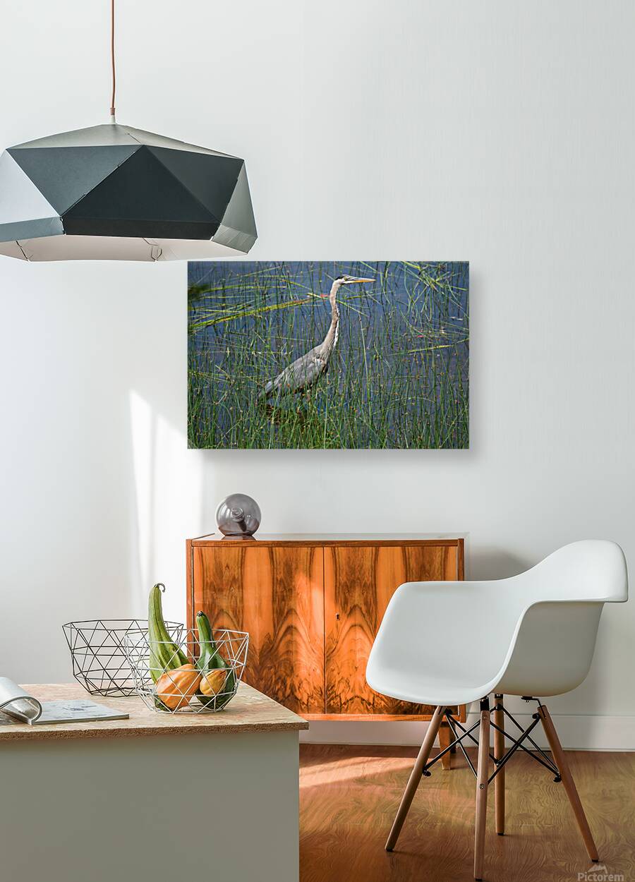 Bird Photography    Reproduction