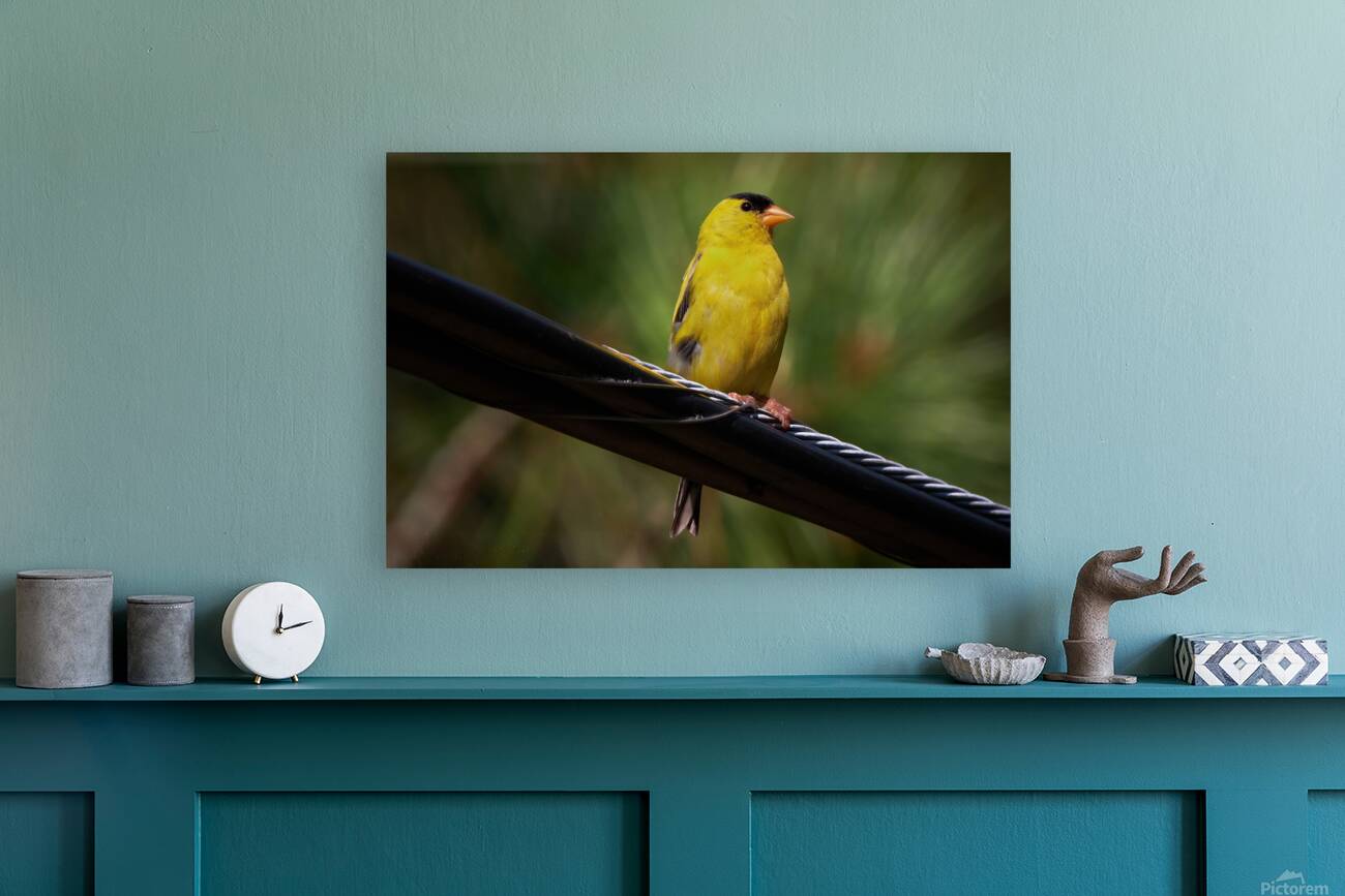 Bird Photography    Reproduction