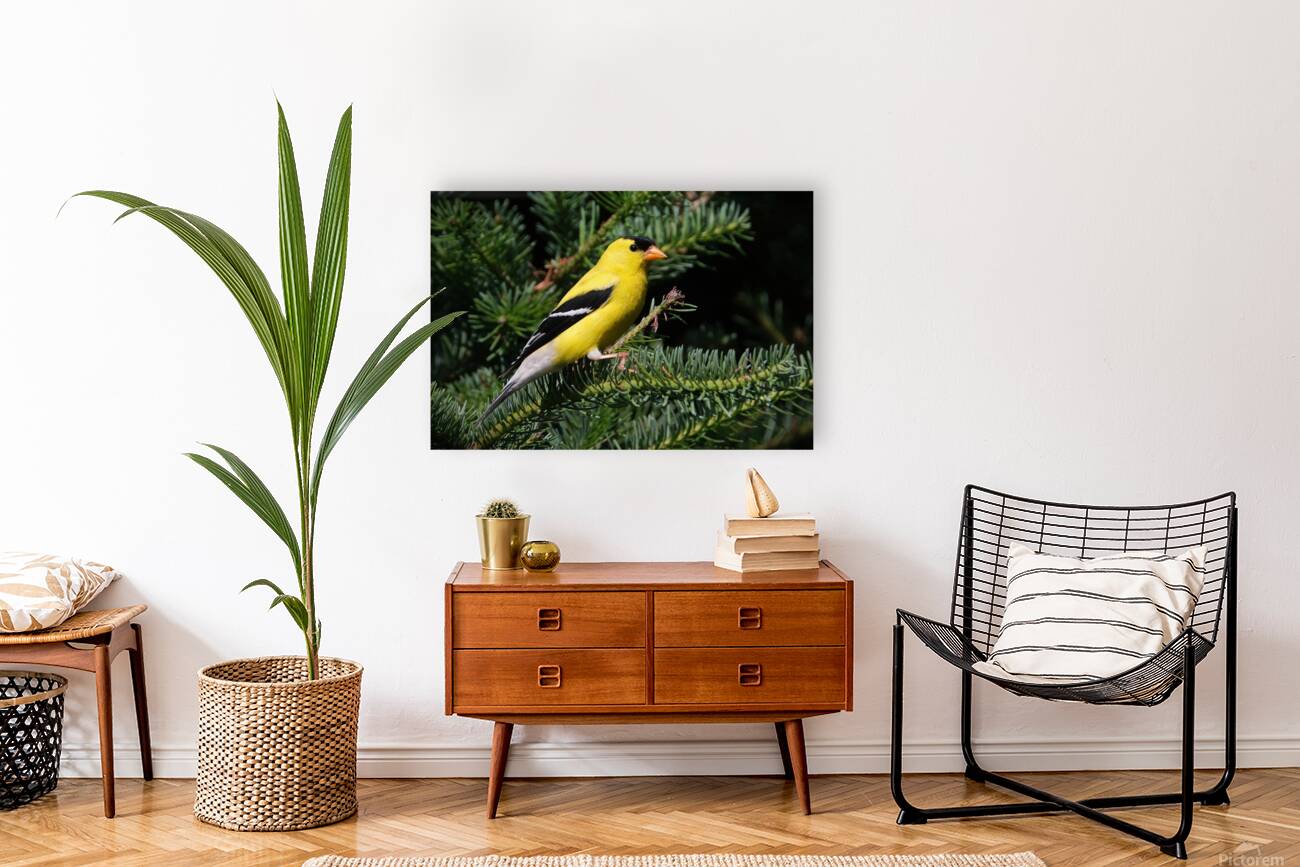 Bird Photography    Reproduction