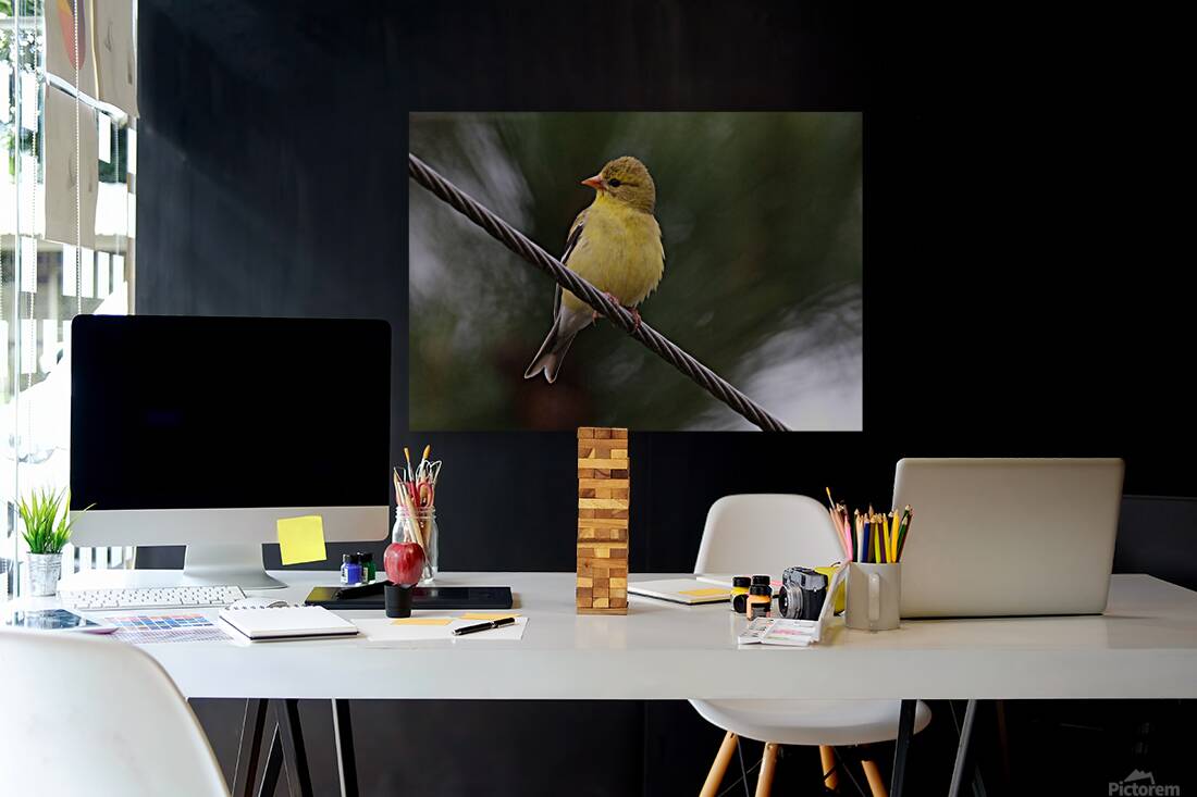 Bird Photography    Reproduction