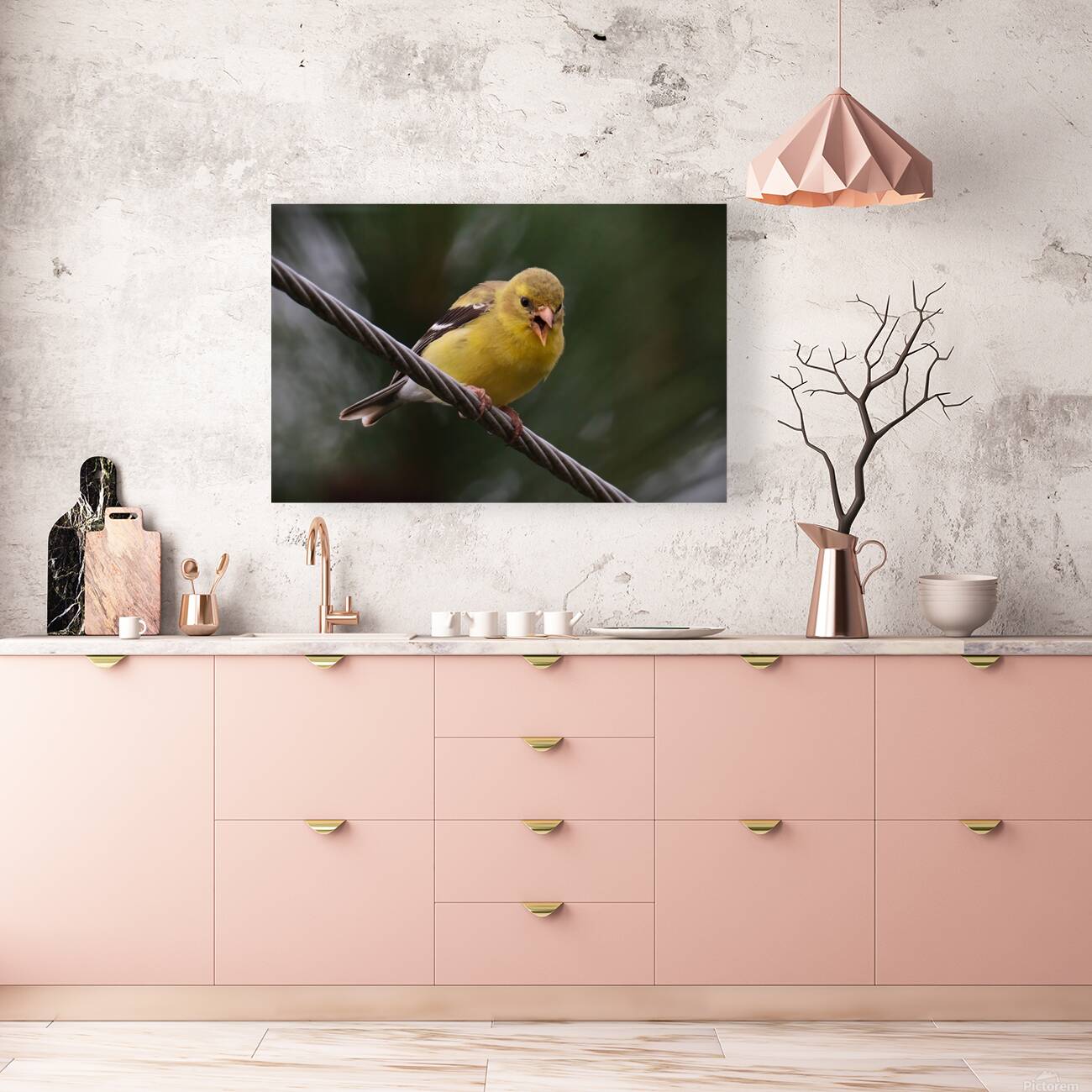 Bird Photography    Reproduction
