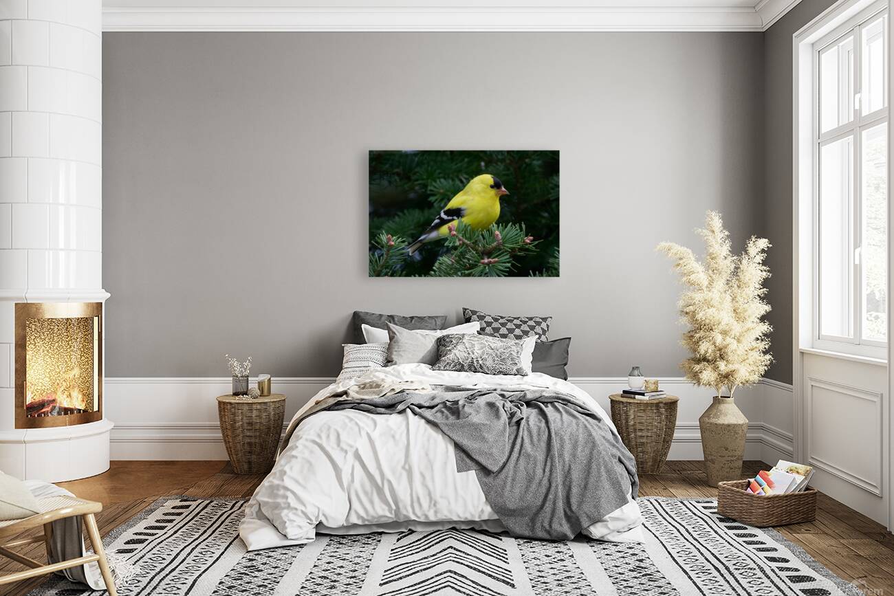 Bird Photography    Reproduction