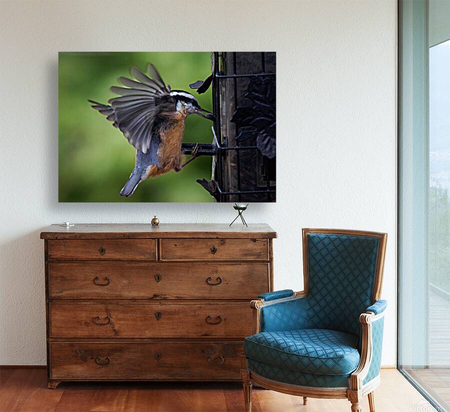 Bird Photography    Reproduction