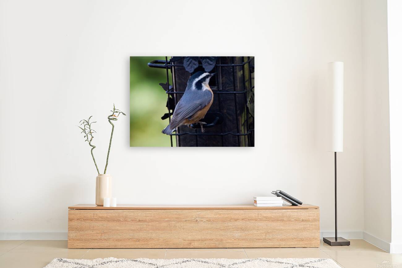 Bird Photography    Reproduction