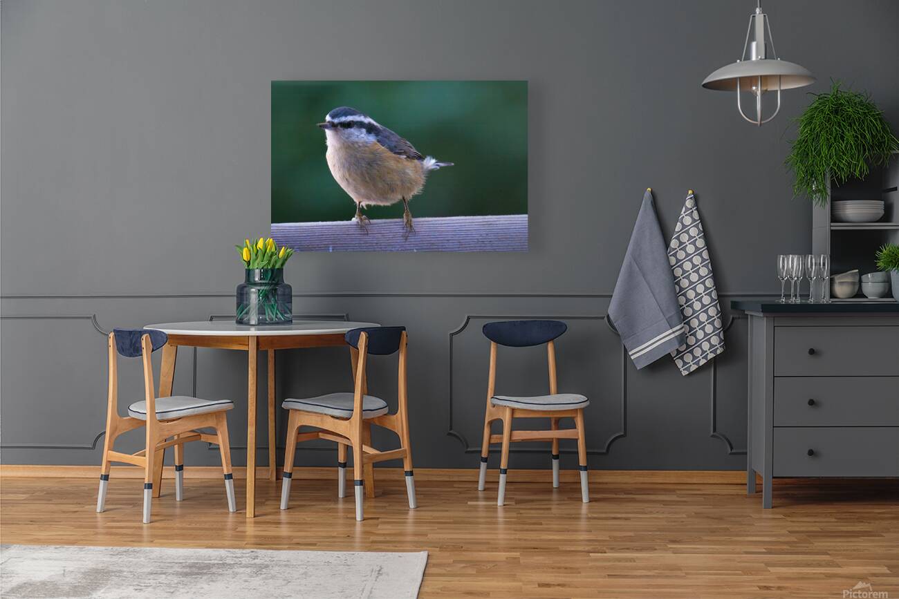 Bird Photography    Reproduction