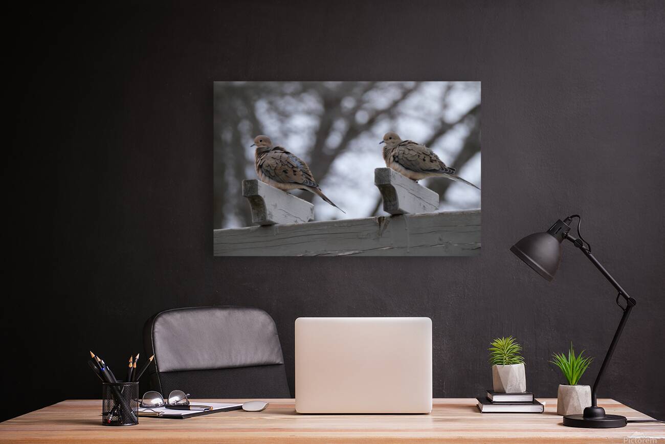 Bird Photography    Reproduction