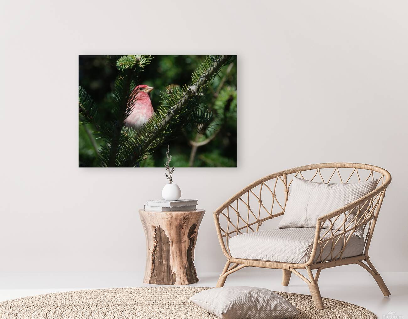 Bird Photography    Reproduction