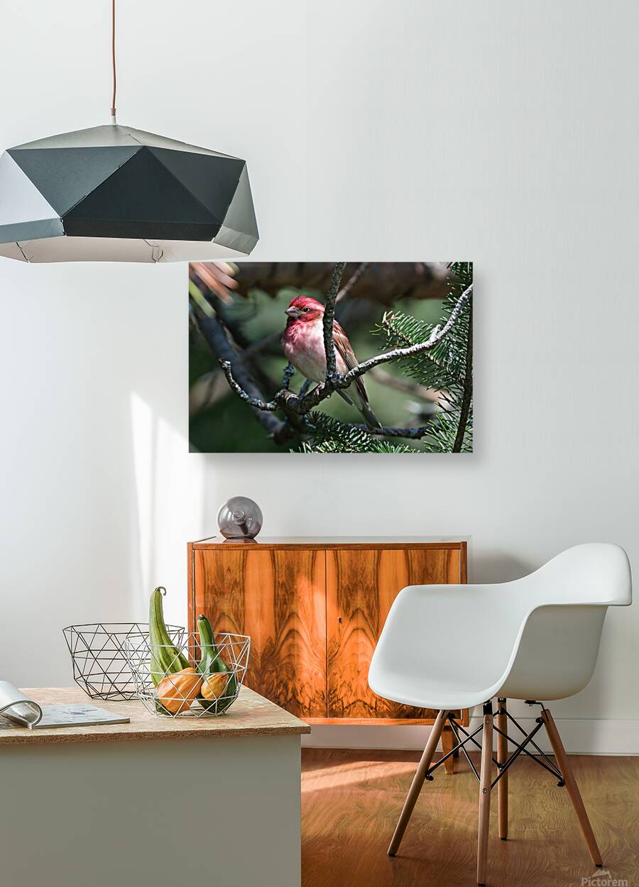 Bird Photography    Reproduction