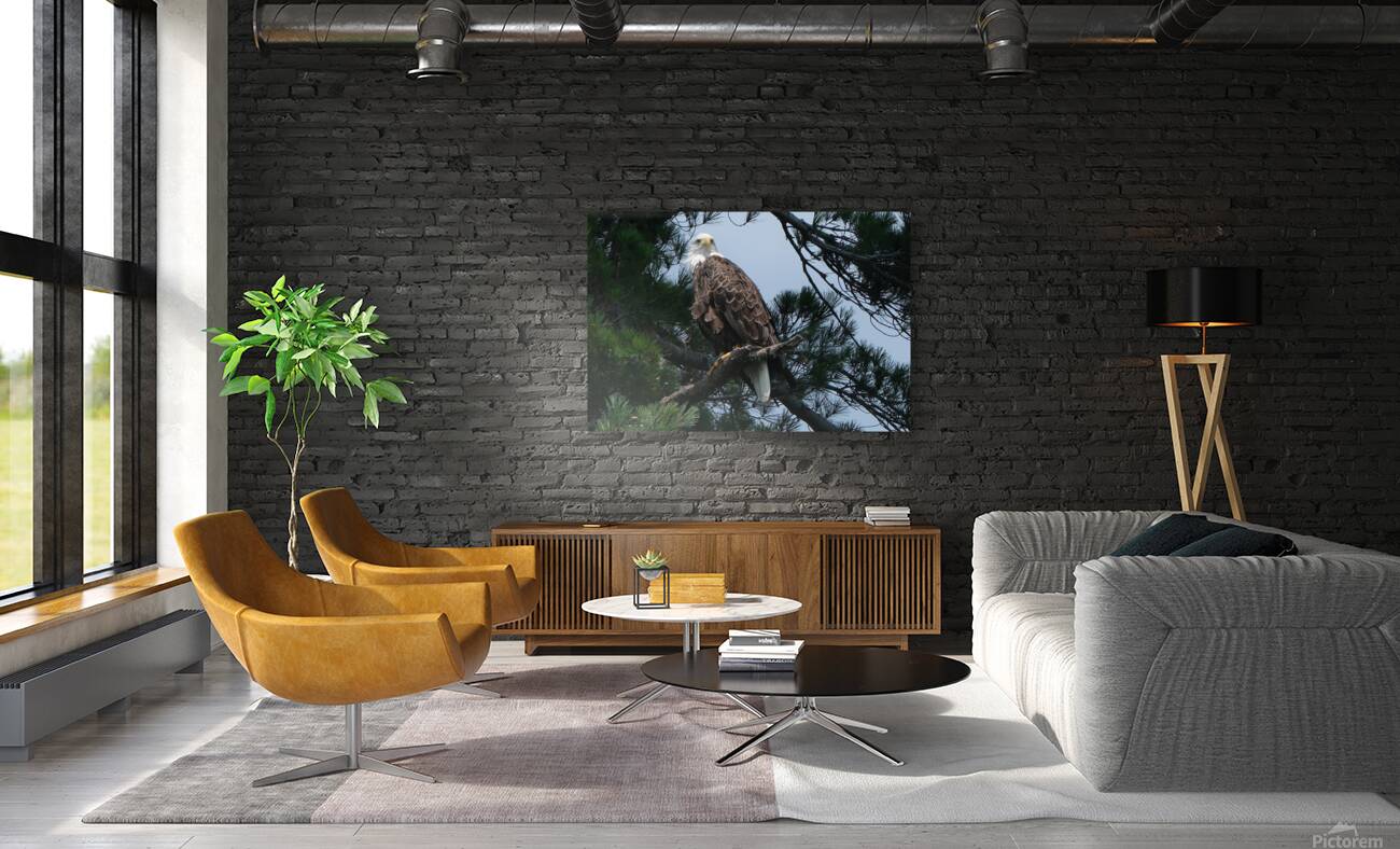 Bird Photography    Reproduction