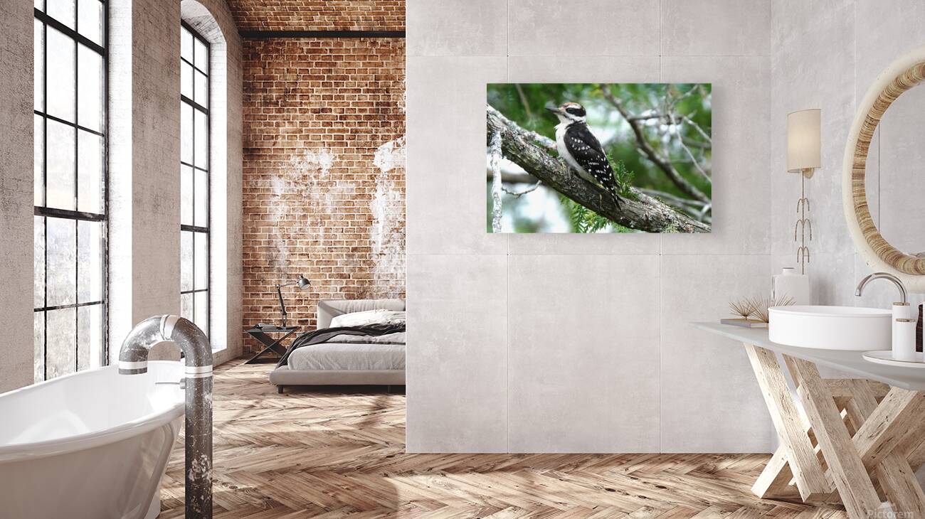Bird Photography    Reproduction