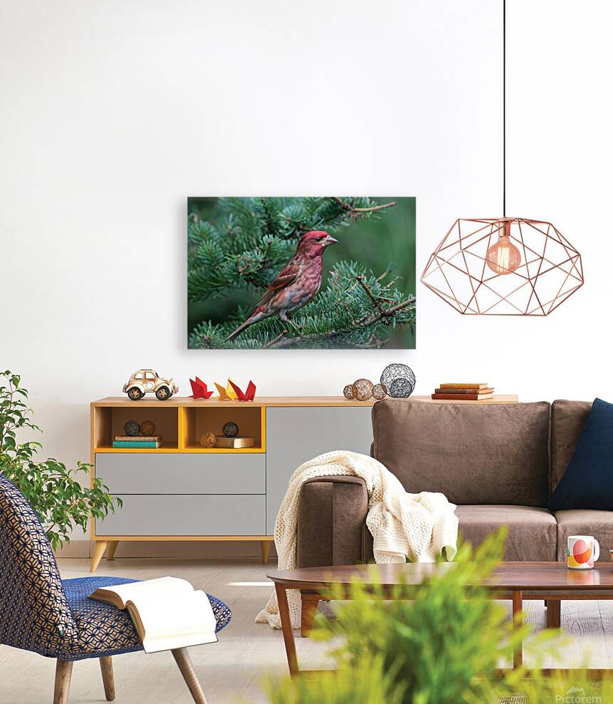 Bird Photography    Reproduction