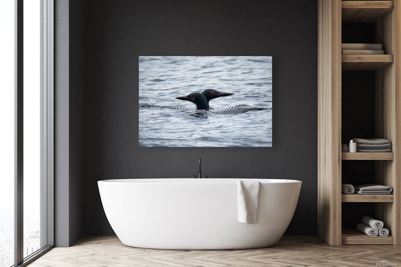 Bird Photography    Reproduction
