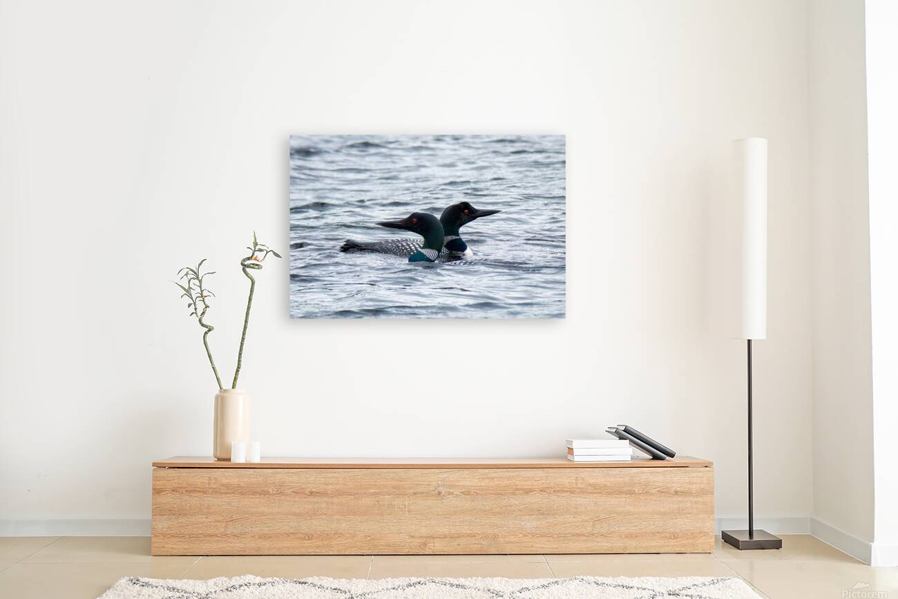 Bird Photography    Reproduction