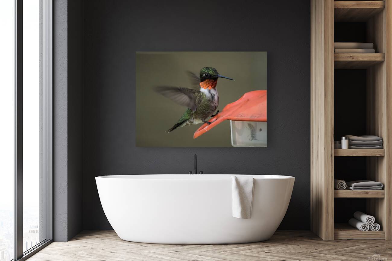 Bird Photography    Reproduction