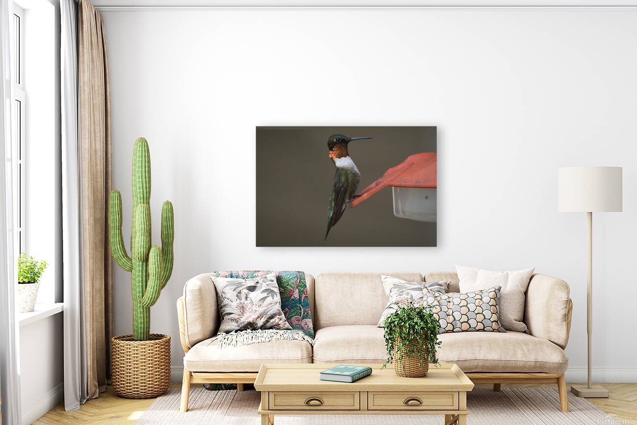 Bird Photography    Reproduction