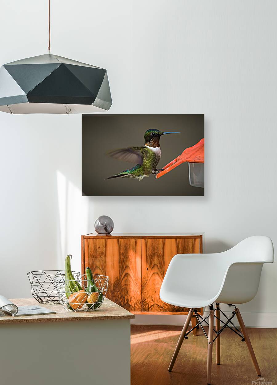 Bird Photography    Reproduction