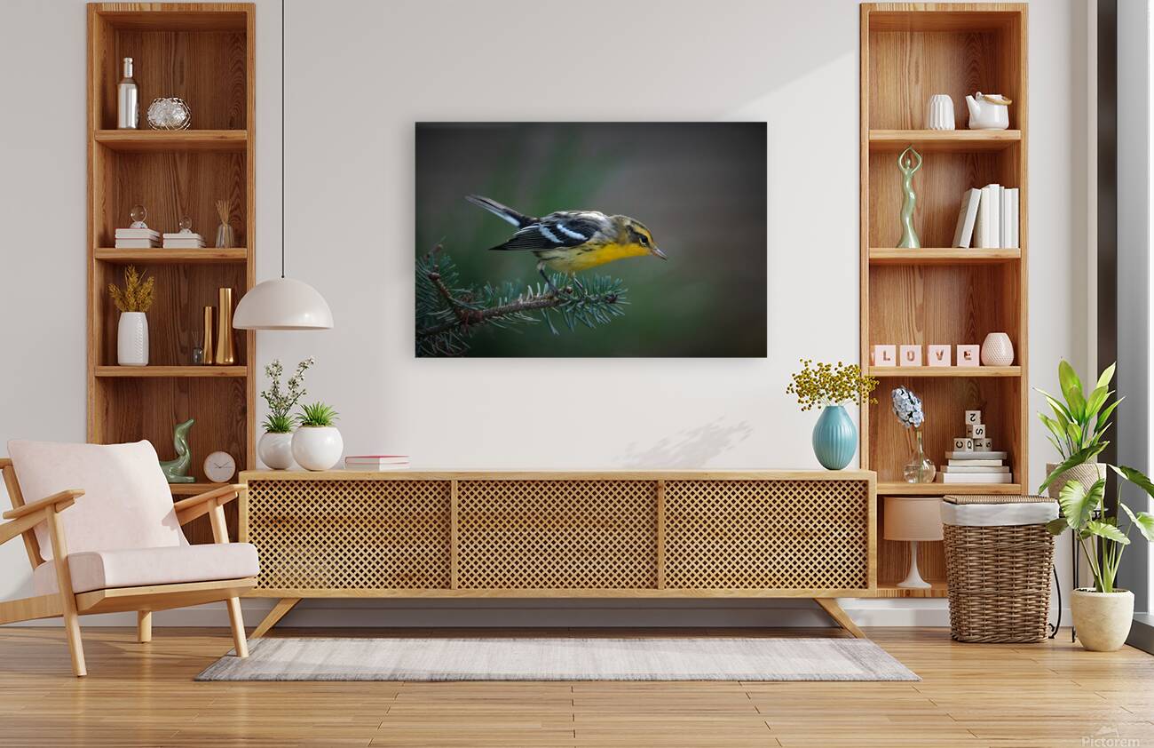Bird Photography    Reproduction