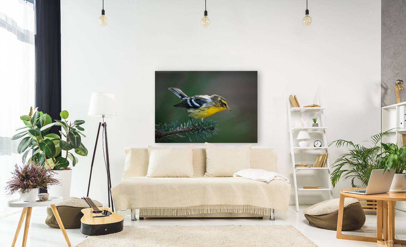 Bird Photography    Reproduction