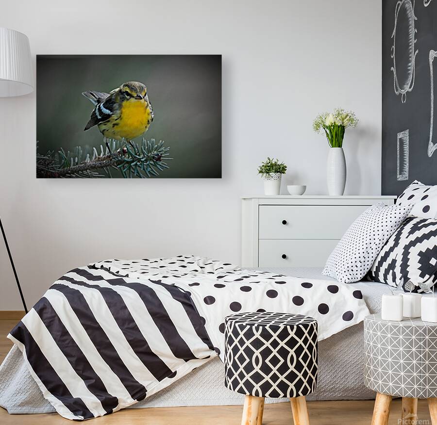 Bird Photography    Reproduction