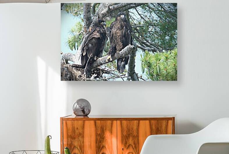 Bird Photography  Reproduction