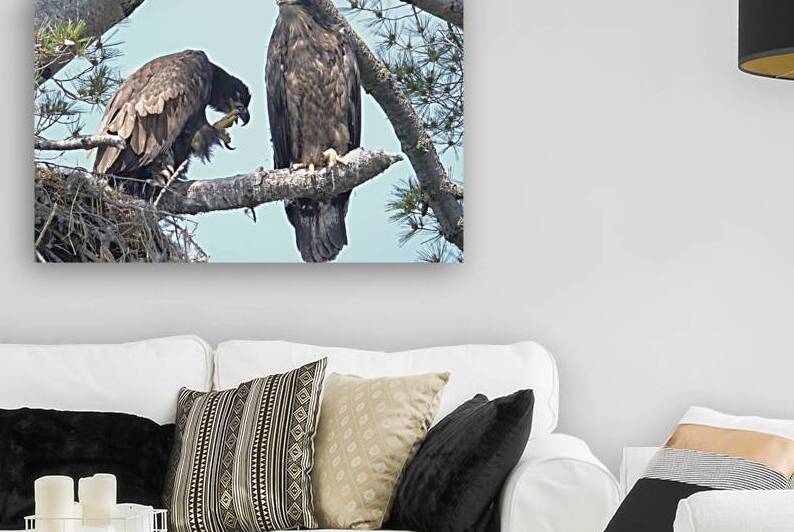 Bird Photography  Reproduction