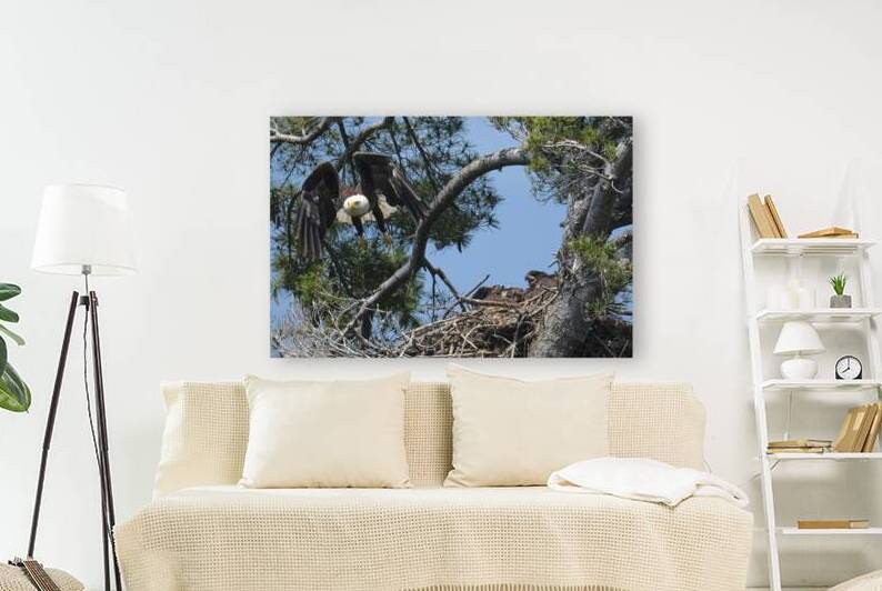 Bird Photography  Reproduction