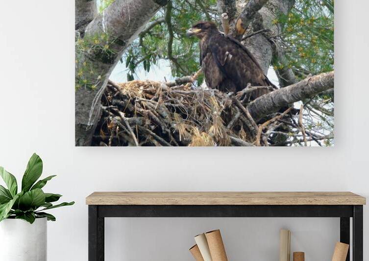 Bird Photography  Reproduction