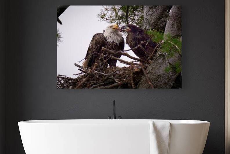 Bird Photography  Reproduction