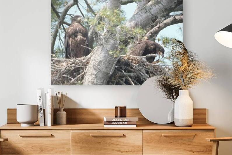 Bird Photography  Reproduction