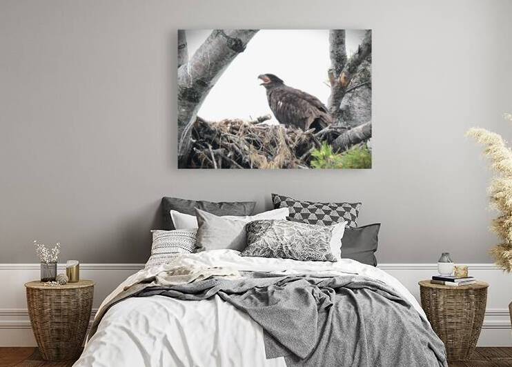 Bird Photography  Reproduction