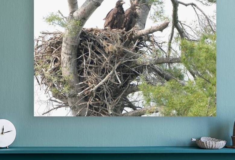 Bird Photography  Reproduction