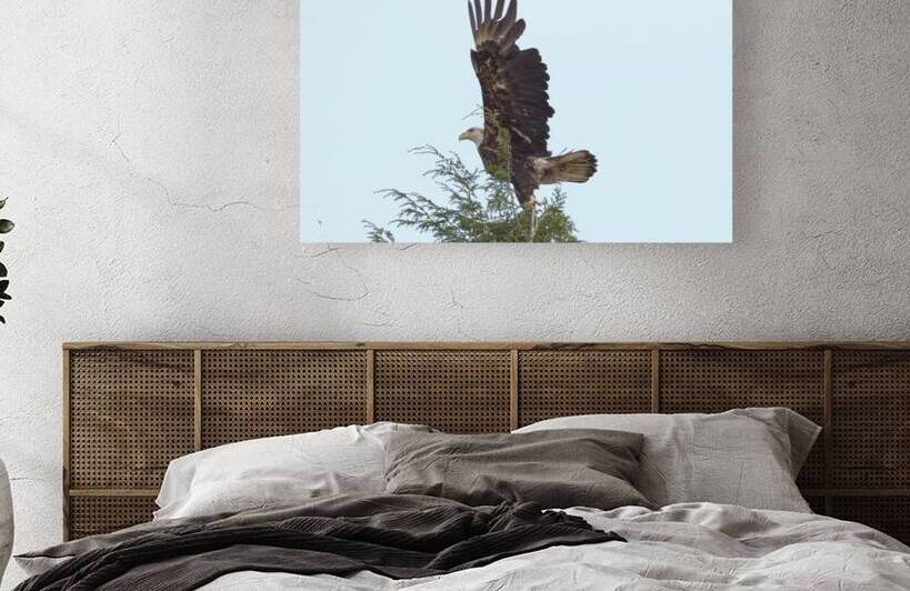 Bird Photography  Reproduction