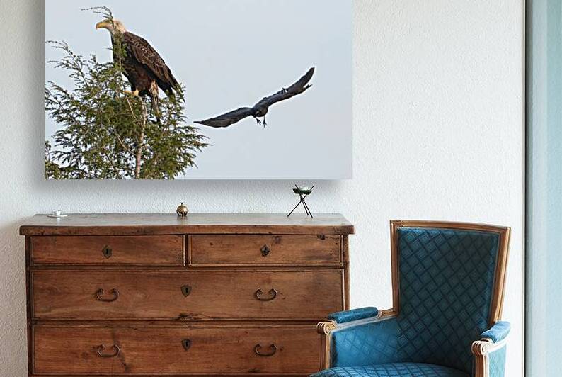 Bird Photography  Reproduction