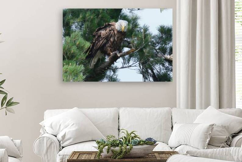 Bird Photography  Reproduction