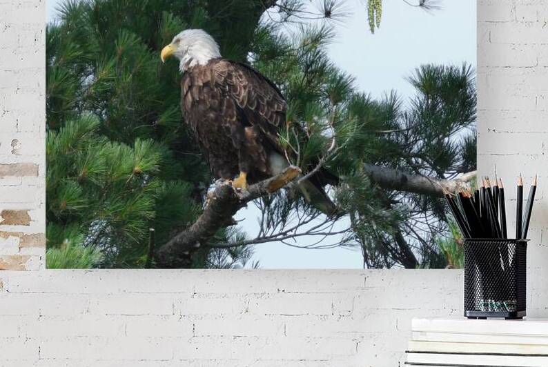 Bird Photography  Reproduction