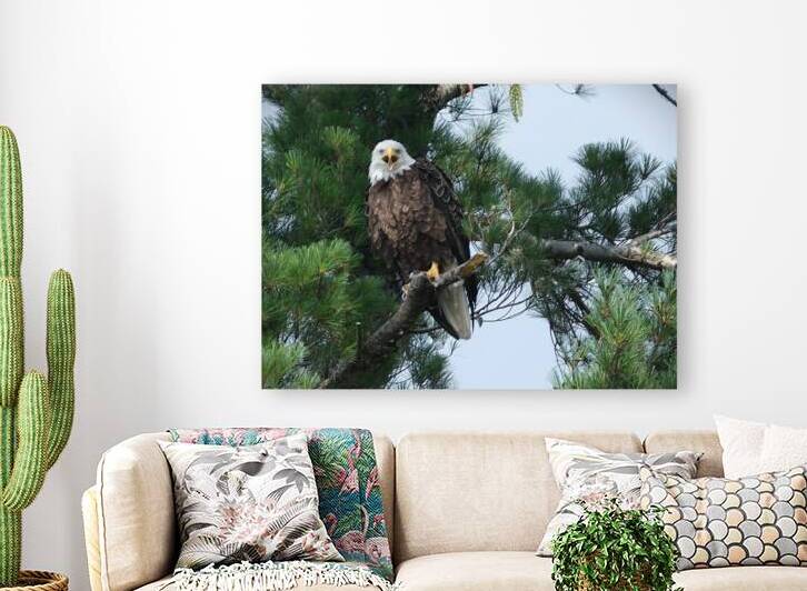 Bird Photography  Reproduction