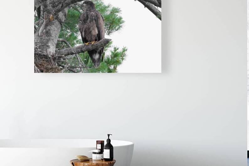 Bird Photography  Reproduction
