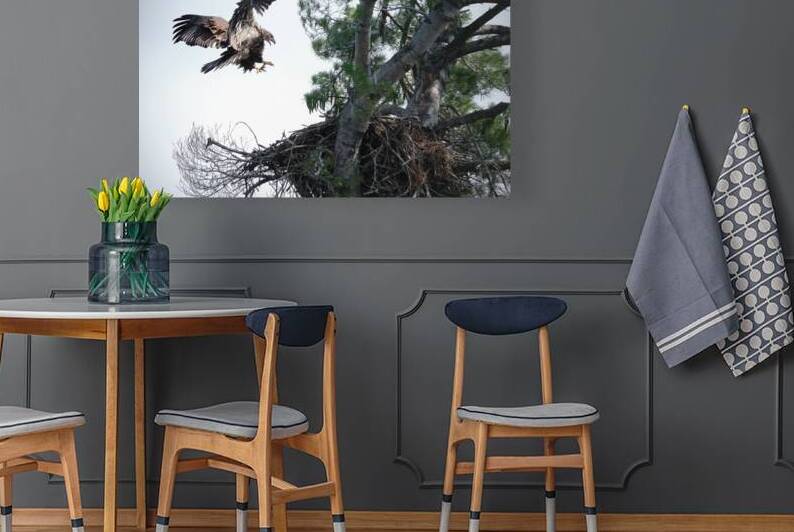 Bird Photography  Reproduction