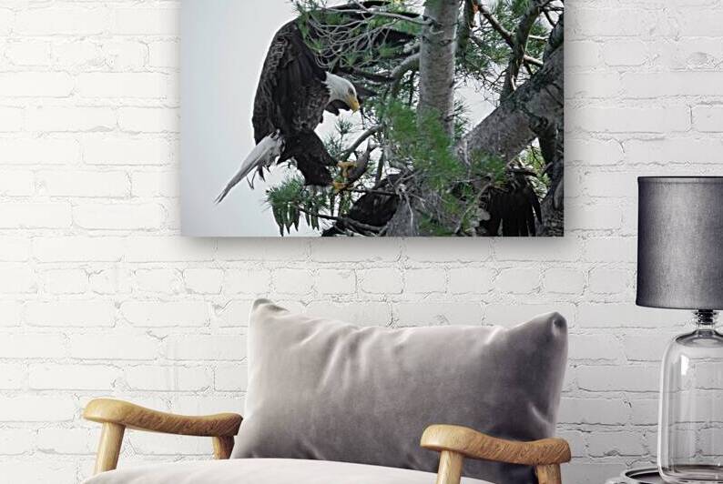 Bird Photography  Reproduction
