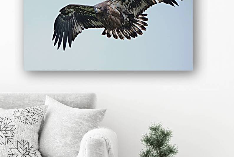 Bird Photography  Reproduction
