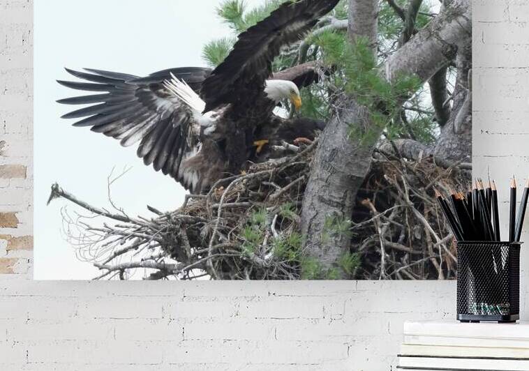 Bird Photography  Reproduction