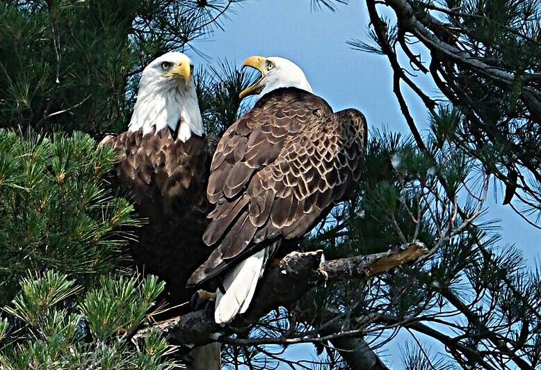 Bird Photography  Reproduction