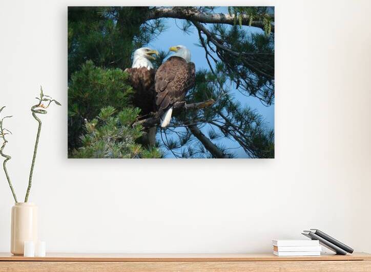 Bird Photography  Reproduction