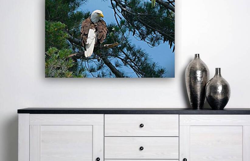 Bird Photography  Reproduction